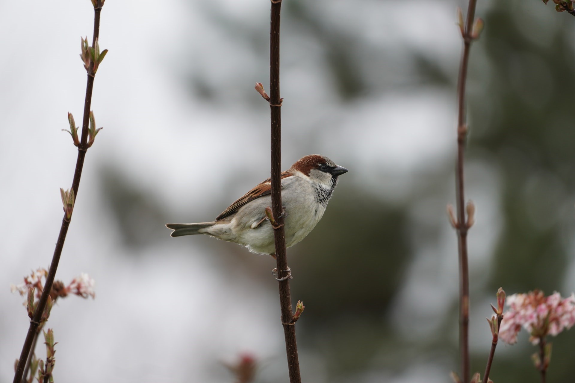 Moineau domestique