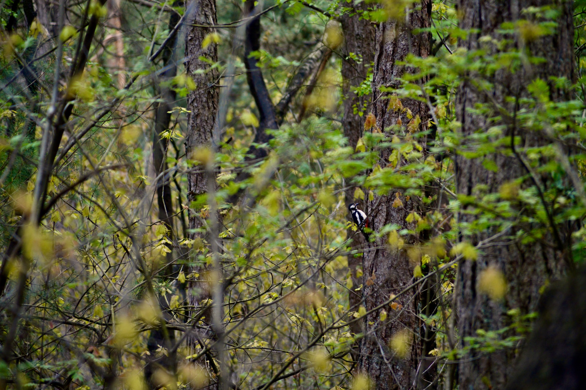 pic épeiche en foret de feuillus