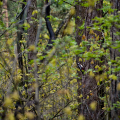 pic épeiche en foret de feuillus