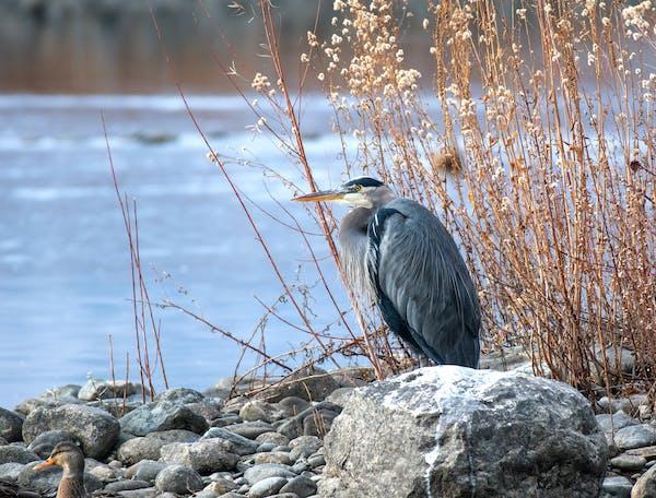 Heron cendre