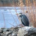 Heron cendre